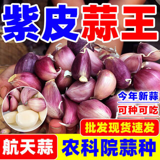 Zhuang man 2025 purple skin knoblauchsamen, getrockneter knoblauch, knoblauchköpfe, großhandel, hoher ertrag, früh reif, kann gepflanzt werden, knoblauchmoos, knoblauchzehen, neuer knoblauch, extra groß, hoher ertrag, academy of agricultural sciences breeding delicious 10 jin jin entspricht 0,5 kg purple skin