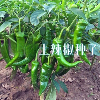 Native pepper seeds spring early maturing extra spicy thin skin green spicy delicious pepper tip seeds pepper seeds 100 local varieties 2 packs 400 capsules x