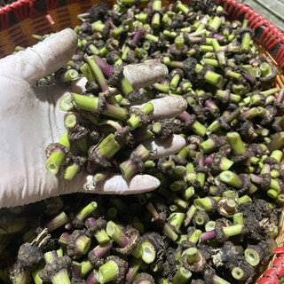 (pack of 50) chinese herbal medicine ligusticum chuanxiong seedlings for four seasons potted green plant seedlings edible ligusticum chuanxiong seeds for field planting seeds two jin jin equal to 0.5 kg small leaves