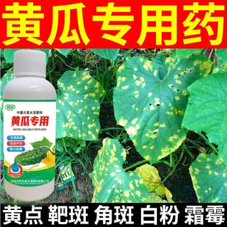 Wauban brothers cucumber special medicine cucumber complete target botrytis botrytis angular spot downy mildew anthrax cucumber microbial inoculant 1 bottle can be mixed with 30 jin jin is equal to 0.5 kg of water