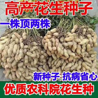 New goods have arrived, original dwarf oil-pressing peanut seeds, spring sown peanut seeds, thin-shell peanuts, dwarf flowers, first-generation peanut original seeds, half jin jin equal to 0.5 kg 250g