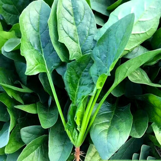 Local spinach seeds, red root small pointed leaf spinach seeds, high temperature resistant four-season green vegetable seeds, huayu local spinach seeds, 1 pack, about 500 capsules