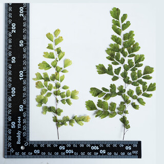 I maidenhair fern embossed dried flower embossed glue phone case aromatherapy candle wax chip diy material plant teaching specimen maidenhair fern green 12 branches 1 pack