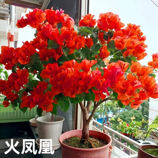 Buy one, get one free. bougainvillea potted flowers bloom in all seasons. heat-resistant and easy to grow. green plants for courtyard and balcony. fire phoenix/8-year-old seedlings. buy one for two. full bloom + fertilizer.