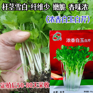 Zf zf aromatic white jade celery seeds, high-yielding and disease-resistant farm vegetable garden field base for planting four-season celery, strong aroma white jade white celery (h original 20g) one bag
