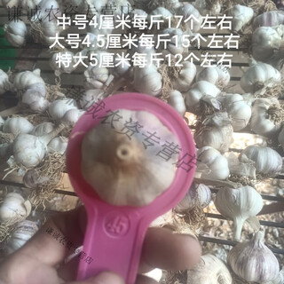 Fushunde garlic can germinate, garlic seedlings, garlic yellow planting, special for field planting, three jin jin is equal to 0.5 kg, zhongda