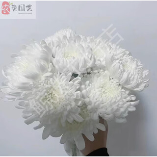 Garden new qingming festival yellow and white chrysanthemum flower bouquet mourning grave sweeping ancestor worship mountain praying to god guangzhou base white chrysanthemum 100 pieces does not include vase