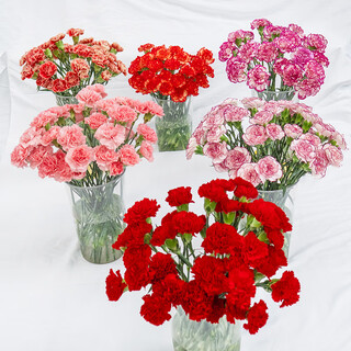 Love yunnan kunming base straight hair fresh-cut flowers home water-raised flower arrangement bouquet life flowers rose carnations 10 random color carnations