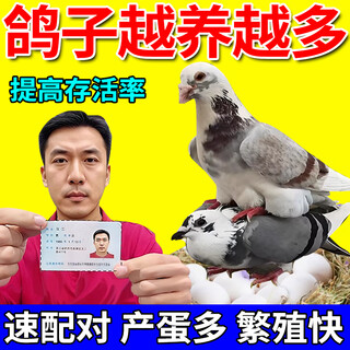 Pigeon egg-laying medicine, pigeon fertilization, rapid pairing, non-laying and non-fertilization, special feed to promote egg production, increase egg production, egg production spirit, bottled