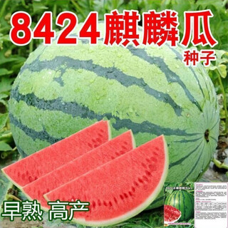 Tianfen 8424 kirin small-seeded watermelon seeds, seedless, extra large, high-yielding, giant sweet king, southern four-season vegetable and fruit seeds, kirin prince watermelon selection 50 capsules/1 pack + chemical fertilizer