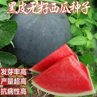 True seedless black crown seeds, black skin and red flesh, seedless watermelon seeds, extra large, super sweet, giant seedless watermelon seeds, seedless black crown watermelon seeds, selected fine varieties, 1 pack, about 50 seeds