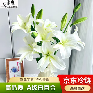 Jimmy deer perfume lily flowers grade a white 10 + free 2 fresh-cut bouquets from yunnan base straight from the source