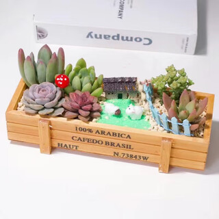 Floral cute succulent plant combination potted plants with pots and soil creative diy assortment flower pots succulent plants indoor green plants and flowers mianyang family with pots