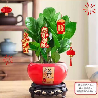 Shuzhimei money tree green plants new year's eve flowers grade a money tree + ball ruyi ceramic basin + base + pendant source straight hair