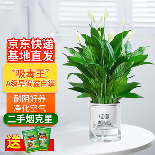 Shuangmeng white palm green plant potted hydroponic plant office shade-tolerant green plant desktop purifying air good morning pot source straight hair