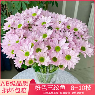 Yue colorful daisies flower express yunnan base straight ping pong chrysanthemum flower materials office household water-raised fresh cut flowers pink tristripe daisies 8-10 branches