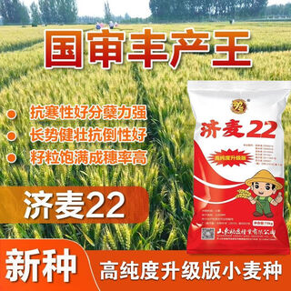 Strong gluten winter wheat seed wheat jimai 22 wheat seed dwarf stalk lodging resistance large panicle original species xinjimai 22 original species 30jin jin is equal to 0.5 kg