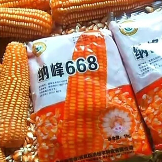 Нафэн 668 — устойчивые к полеганию крупнопочатковые гибридные семена кукурузы со стабильной урожайностью. Гибридные семена кукурузы имеют длинные початки и высокую устойчивость к болезням. Название порошка — Джин Джин, что соответствует 0,5 кг.