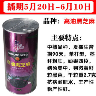 Linpan huazhi heiba seeds for courtyard planting, early maturing, high yield and high oil content, high oil content, high oil black sesame seeds for field use, 100g barrel black sesame seeds