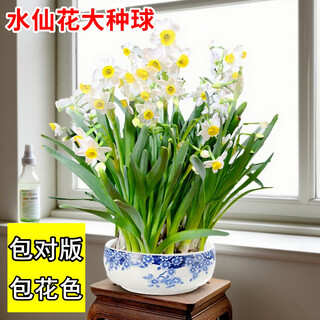 Flower language shengmo narcissus potted water-cultured flowers zhangzhou narcissus bulbs office desk indoor hydroponics easy-flowering green plant balls 5 extra large narcissus bulbs + nutrient solution + rooting powder (circumference 22-24cm)