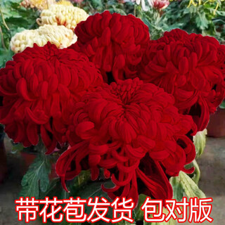 Chrysanthemum potted plants bloom all year round with buds. autumn chrysanthemum large flower seedlings are cold-resistant. indoor and outdoor garden planting flowers. september chrysanthemum. good luck. large flowers with buds. delivered with soil balls. free fertilizer + planting instructions.