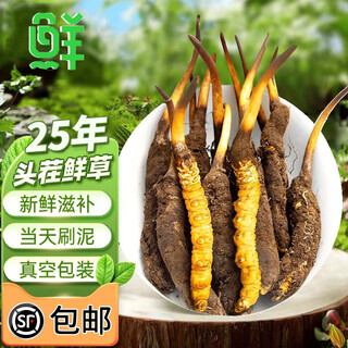 新鲜冬虫夏草2025年头期正品高海拔鲜虫草领导过节送礼送长辈 1.0~1.2克/根-10根鲜虫草