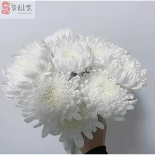 New type of qingming festival yellow and white chrysanthemum flower bouquet mourning grave sweeping ancestor worship mountain praying to god guangzhou base speed white chrysanthemum 60 pieces