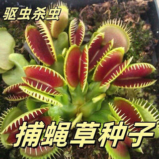 Reliance on the insect repellent plant eight eyed flytrap potted plant novel and interesting plant eating plant eating flowers green plant eating conch sarracenia