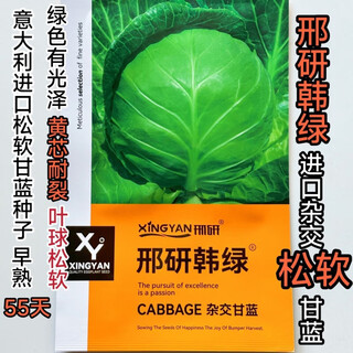 Xingyan korean soft fruit cabbage seeds, early maturing yellow core, soft and sweet round cabbage seeds, resistant to cracking in the field, xingyan korean soft fruit cabbage seeds 10g imported from italy*2