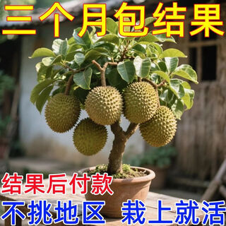 The golden pillow potted durian that bears 36 fruits that year is cold-resistant and grows in the north and south. the golden pillow musang king potted plant is four. the golden pillow is 30-50 cm high, with soil and leaves.