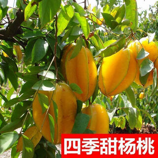 Linpan carambola fruit saplings, four-season sweet red carambola seedlings, grafted seedlings planted in the north and south, will bear fruit in the same year, four-season sweet carambola saplings, 8-year-old seedlings, buy 1 tree and 1 tree will bear fruit next year