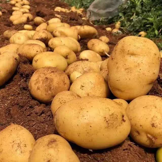 Niu aixian potatoes gansu dingxi yellow skin yellow heart potatoes seasonal vegetables with box 5 jin jin equal to 0.5 kg fresh