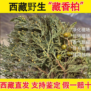 Tibetan hair straightening authentic plateau tibetan cedar branches and leaves as crystal house purifiers to remove pollution and purify the air wild tibetan cedar half jin jin is equal to 0.5 kg
