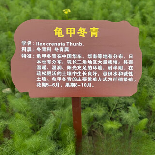 奉希定制中草药牌植物介绍牌简介牌花卉品种科普牌插地牌挂式树木 Z01号 60x38cm