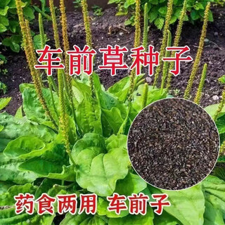 Newly produced plantain seeds for medicinal and edible purposes, sowing chinese herbal medicines for all seasons, balcony potted plants, field planting, plantain seeds 100g