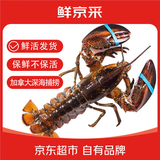 Fresh beijing lobster, kept fresh but not kept alive, fresh boston lobster, net weight 450-550g/piece, sent directly from the source