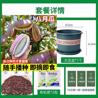August melon seeds august fried seeds guizhou wild august melon saplings seeds less flesh more garden north and south august melon 1 pack about 10 grains + gallon pot + soil + 2 packs