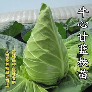 Beef heart cabbage seedlings, purple cabbage seedlings, green cabbage seedlings, cabbage cabbage seedlings, autumn and winter cold-resistant vegetable seedlings, 6 beef heart cabbage seedlings