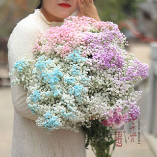 Vinoa yunnan gypsophila dried flowers large bouquet forget-me-not home furnishings fresh decorative flowers real flowers ins dried flowers large bouquet crushed ice powder + crushed ice purple + crushed ice blue gypsophila half jin jin is equal to 0.5 kg half dry and free delivery of flowers