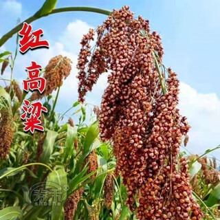 Old variety red sorghum seeds, waxy sorghum seeds, wine broom sorghum seeds, high-yielding drought-resistant sorghum seeds, original five packs (249g) old variety red sorghum seeds