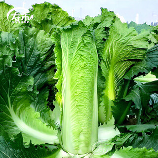 Shouhe tianjin green hemp leaf chinese cabbage seeds winter storage vegetable seeds field planting high pile long summer and autumn green cabbage mussels tianjin green hemp leaf cabbage seeds 15gx2 bags