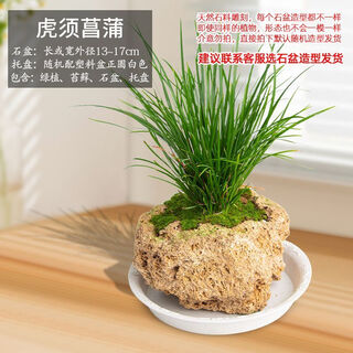 Absorbent stone flower pot, natural strange stone, absorbent stone, upper water stone, original stone, stone pot, calamus, succulent potted plant, bonsai micro-scape, 13-17cm stone pot + tiger beard calamus, package one