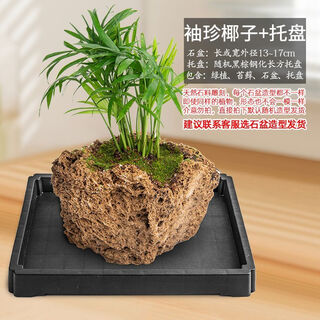 Absorbent stone flower pot, natural strange stone, absorbent stone, water-absorbing stone, raw stone stone pot, calamus succulent potted plant, bonsai micro-scape, 13-17cm stone pot + pocket coconut, package 2