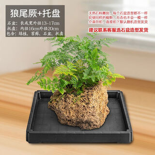 Absorbent stone flowerpot, natural strange stone, absorbent stone, upper water stone, original stone, stone pot, calamus, succulent potted plant, bonsai micro-scape, 13-17cm stone pot + wolf tail fern, package 2