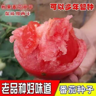 Tomato seeds old variety tomato seeds taste good pink fruit large fruit tomato pink fruit tomato seeds hardcover 200 capsules-a
