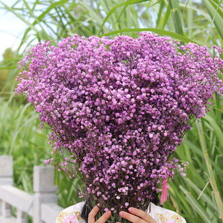 Vinoa yunnan gypsophila dried flowers large bouquet forget-me-not home furnishings fresh decorative flowers real flowers ins dried flowers large bouquet purple gypsophila half jin jin is equal to 0.5 kg. half dry and free delivery of flowers