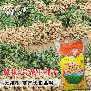 Jiyou № 4 семена арахиса jihua № 5 очищенные красные семена арахиса фермеры новые четыре красных семена арахиса jihua № 4 арахис оригинальные семена 500 г порошок среднего типа фруктов
