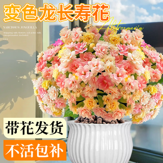 临雅长寿花盆栽四季开花苗重瓣花高端花卉绿植变色龙纹理瓷盆源头直发