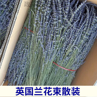25年新货 新疆伊犁薰衣草英国兰花束装饰真花干花 厂家大量