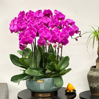 Yuanzu 2 hours delivery large phalaenopsis potted orchid flowers delivered within the city as gifts for parents and elders new year's eve flowers wish you success every year 8 purple phalaenopsis potted plants (flower pots are random)